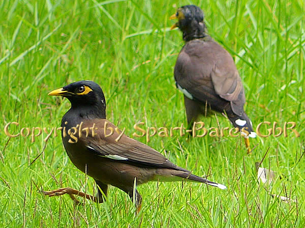 Singvögel in Thailand